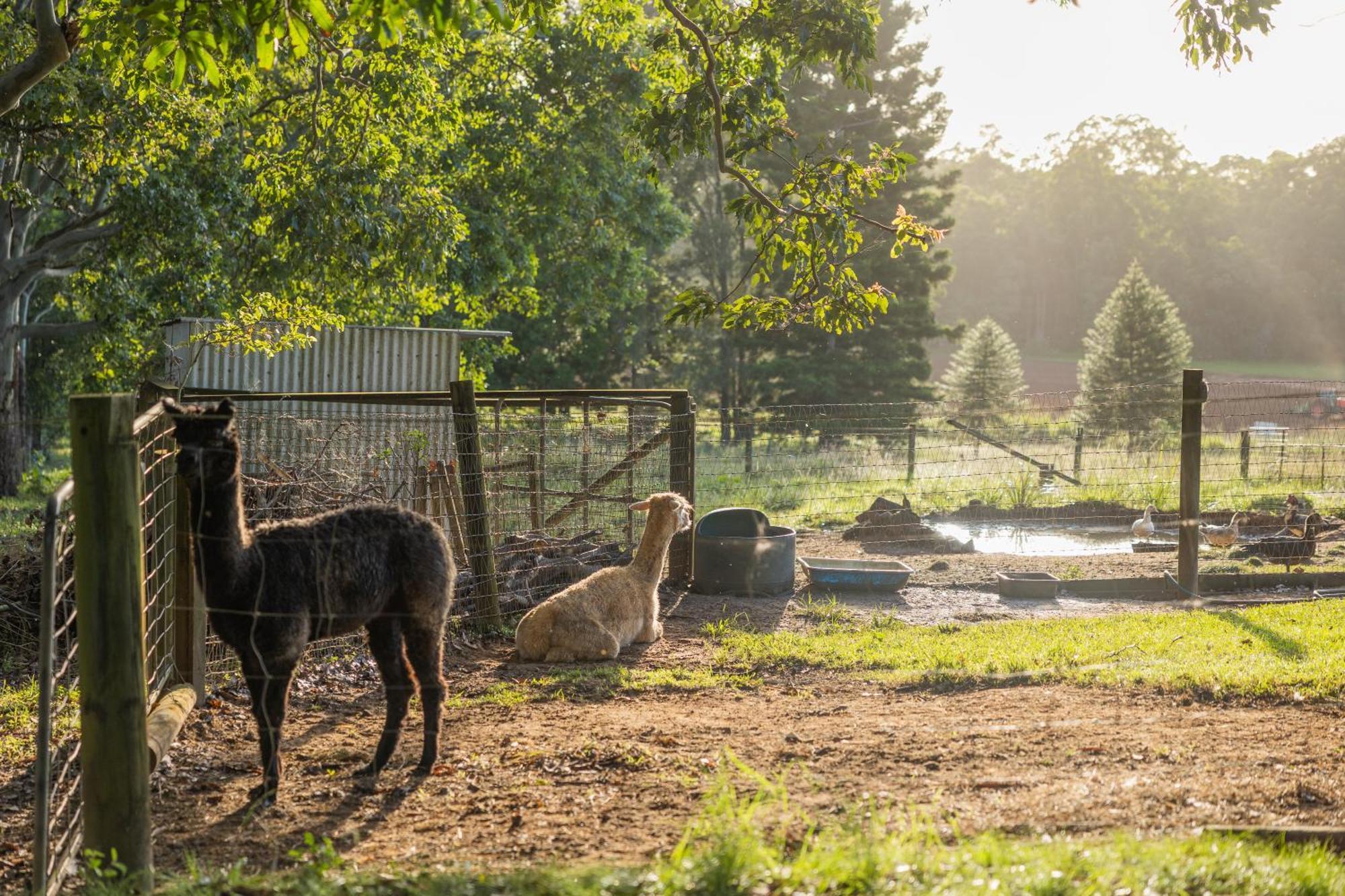 Blackwattle Farm Beerwah Zewnętrze zdjęcie