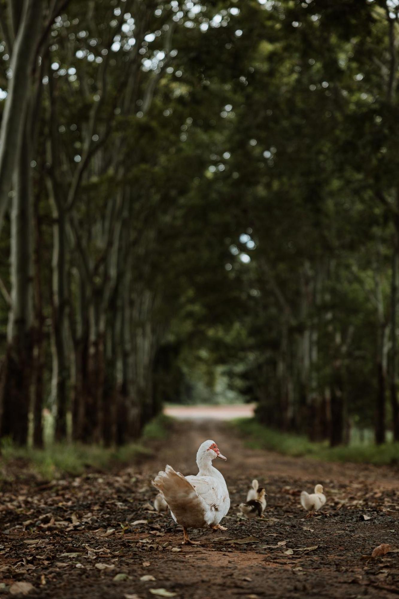 Blackwattle Farm Beerwah Zewnętrze zdjęcie