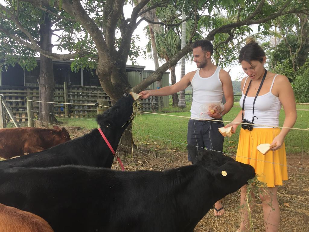 Blackwattle Farm Beerwah Zewnętrze zdjęcie